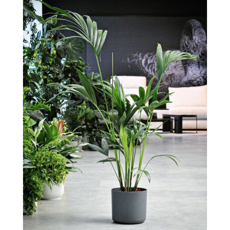 Howea forsteriana (Kentia) - howea Forstera (kencja)