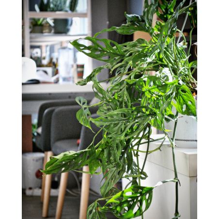Monstera adansonii 'Monkey Mask' - monstera Adansona