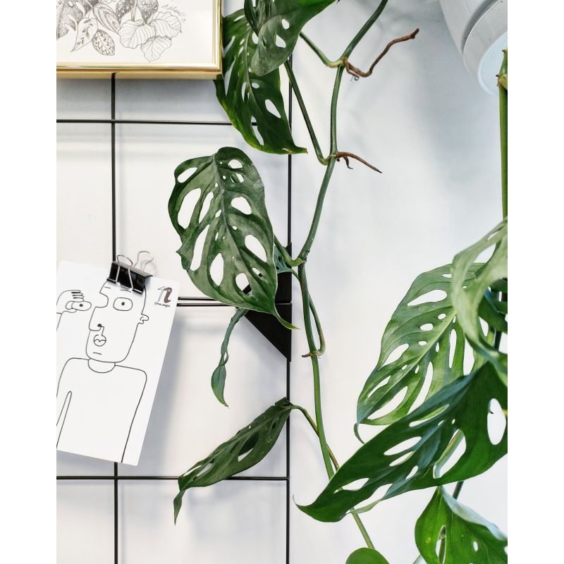 Monstera adansonii 'Monkey Mask' - monstera Adansona
