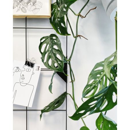 Monstera adansonii 'Monkey Mask' - monstera Adansona