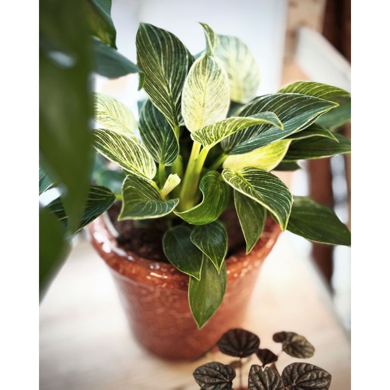 Philodendron birkin - filodendron