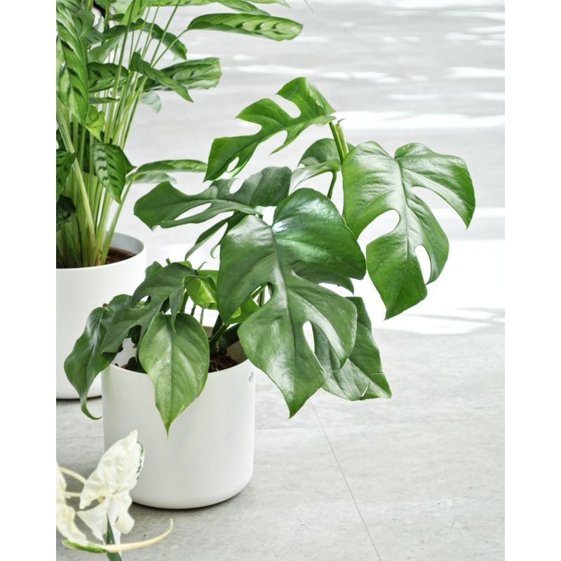 Raphidophora tetrasperma (Monstera minima)