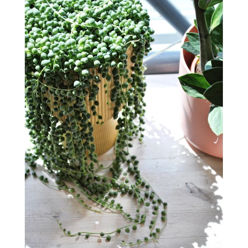 Senecio rowleyanus - starzec Rowleya