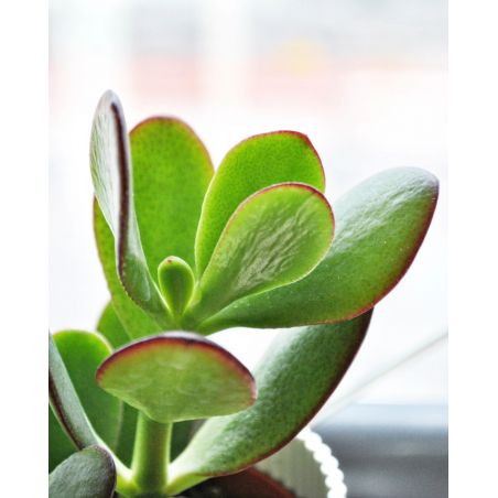Crassula ovata - grubosz