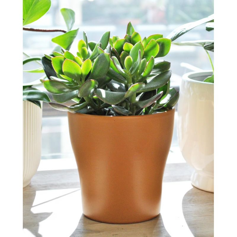 Crassula ovata - grubosz