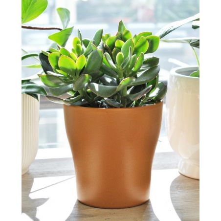 Crassula ovata - grubosz