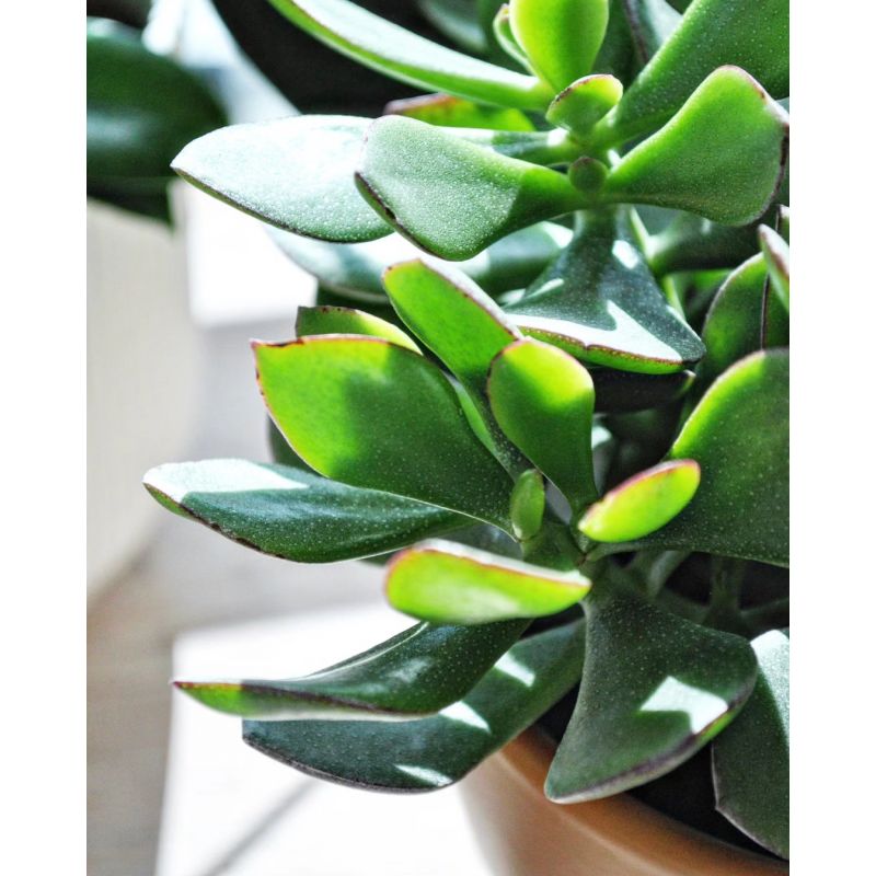 Crassula ovata - grubosz