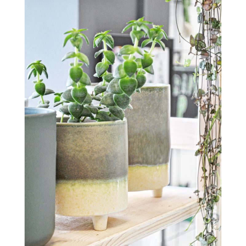 Crassula perforata - grubosz