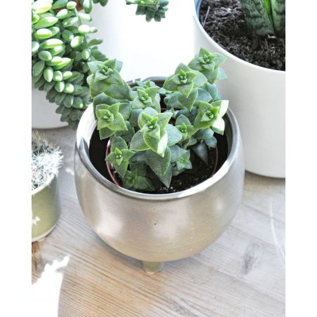 Crassula perforata - grubosz