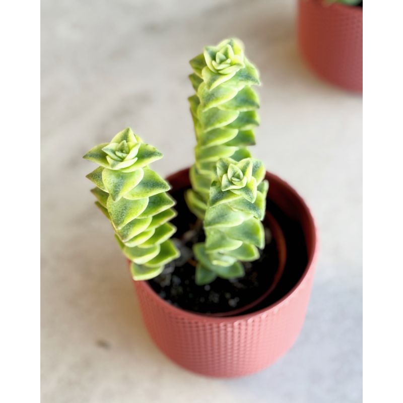 Crassula perfoliata 'Variegata' - grubosz