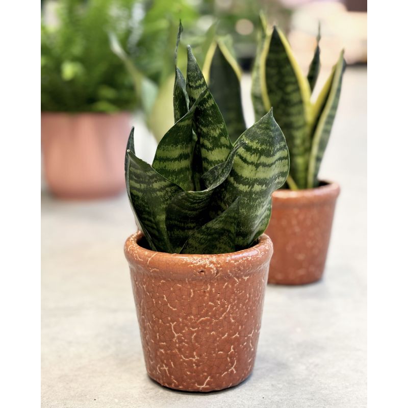 Sansevieria zeylanica - wężownica