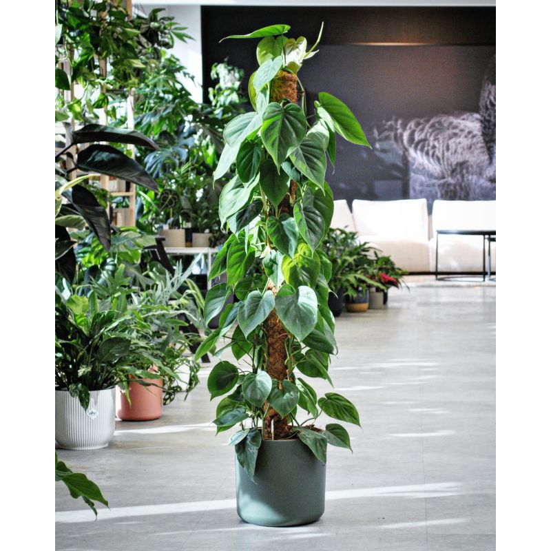 Philodendron scandens - filodendron pnący