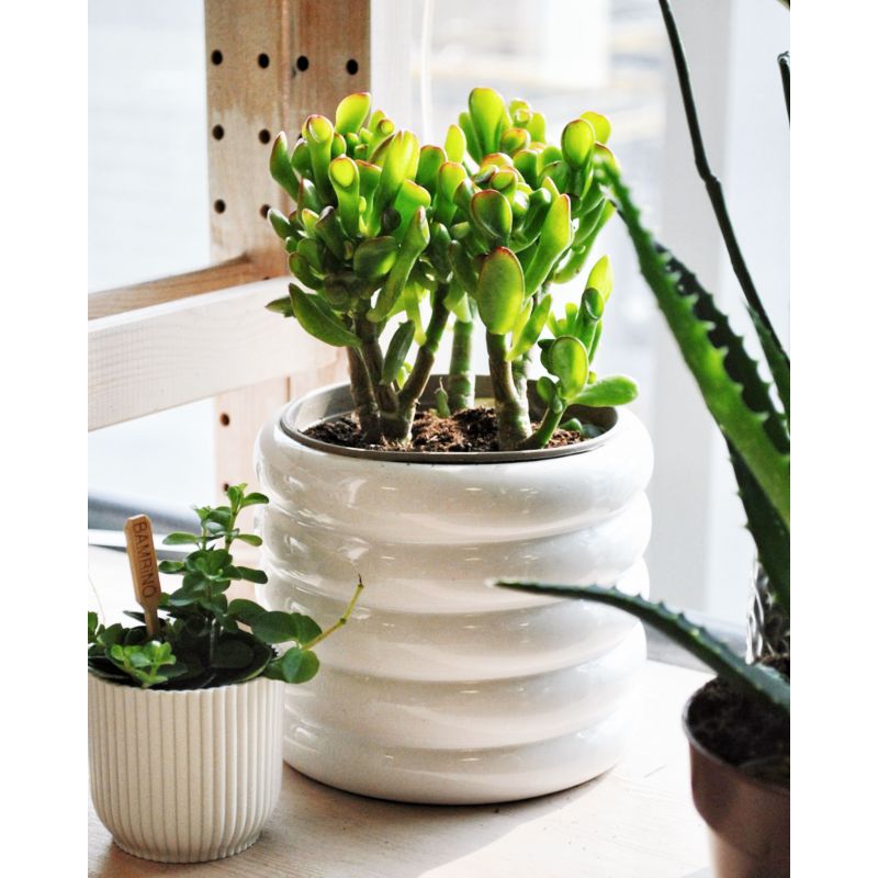 Crassula 'Hobbit' - grubosz