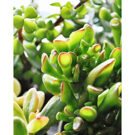 Crassula 'Hobbit' - grubosz