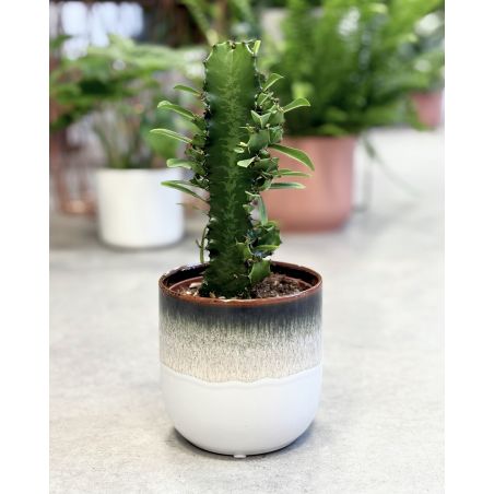 Euphorbia trigona - wilczomlecz trójżebrowy