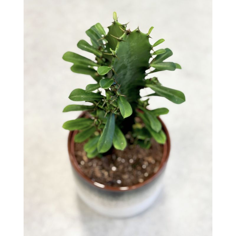 Euphorbia trigona - wilczomlecz trójżebrowy