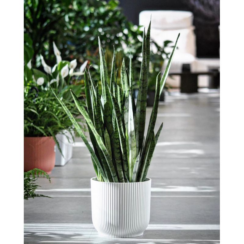 Sansevieria 'Silver Princess' - wężownica