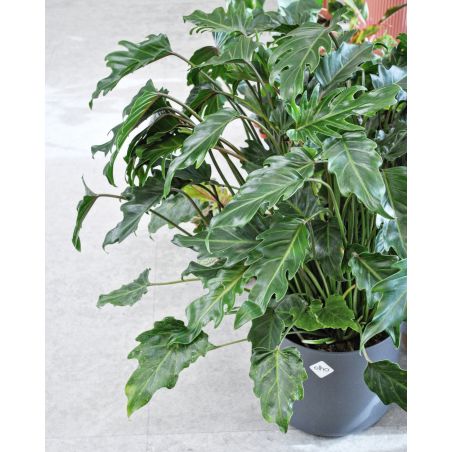 Philodendron (Thaumatophyllum) xanadu - filodendron
