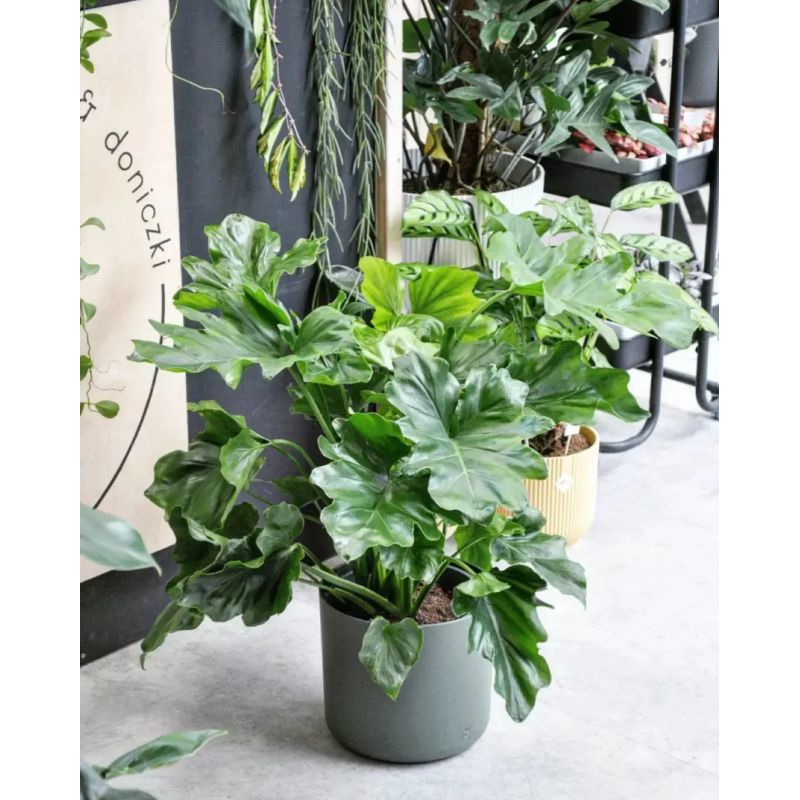 Philodendron (Thaumatophyllum) selloum - filodendron