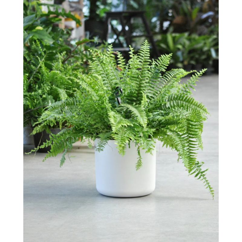 Nephrolepis exaltata 'Sonata' - nefrolepis wyniosły