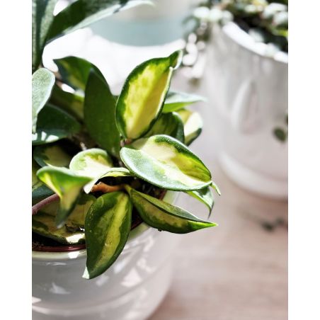 Hoya carnosa 'Tricolor' - hoja różowa