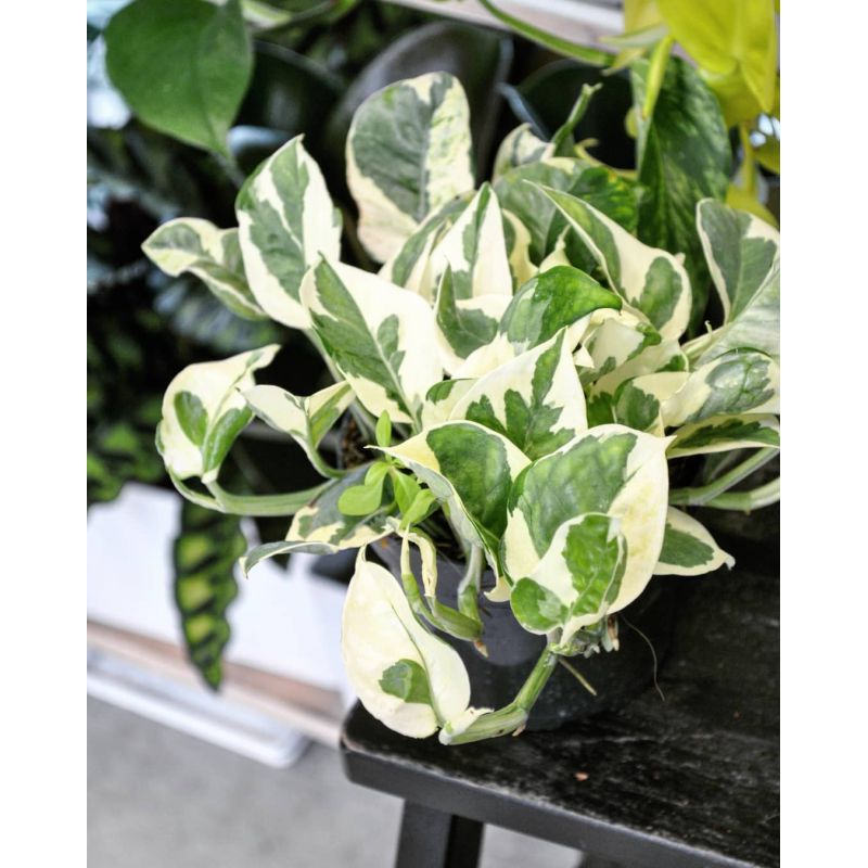 Epipremnum pinnatum 'N'Joy' - epipremnum