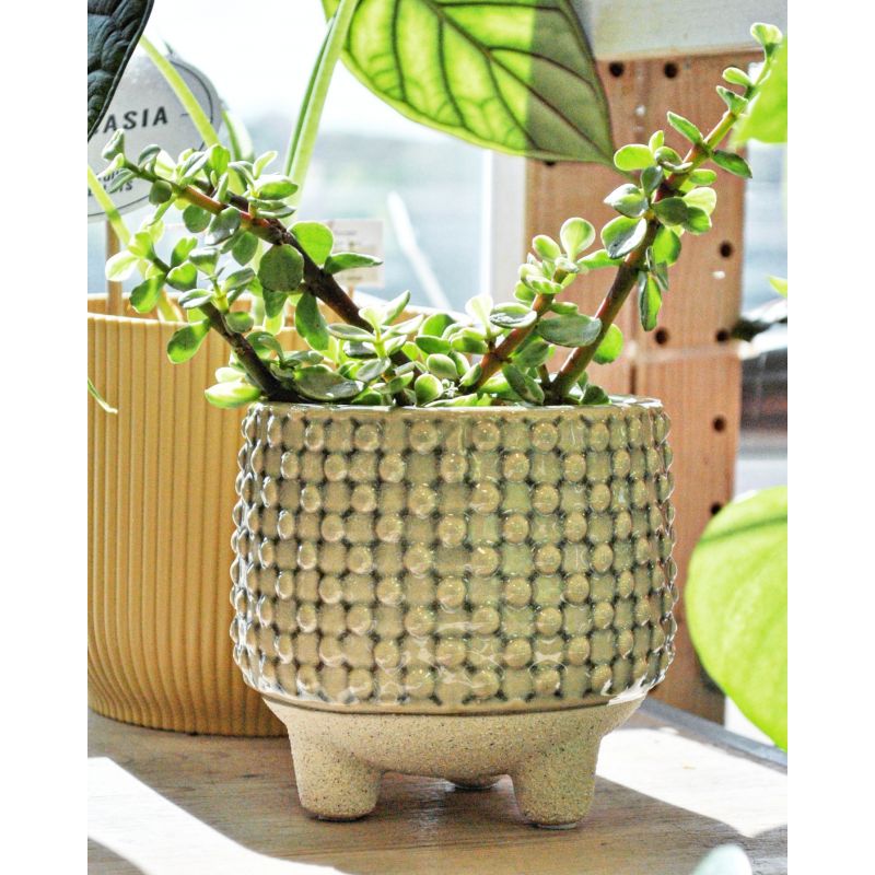 Portulacaria 'Variegata'