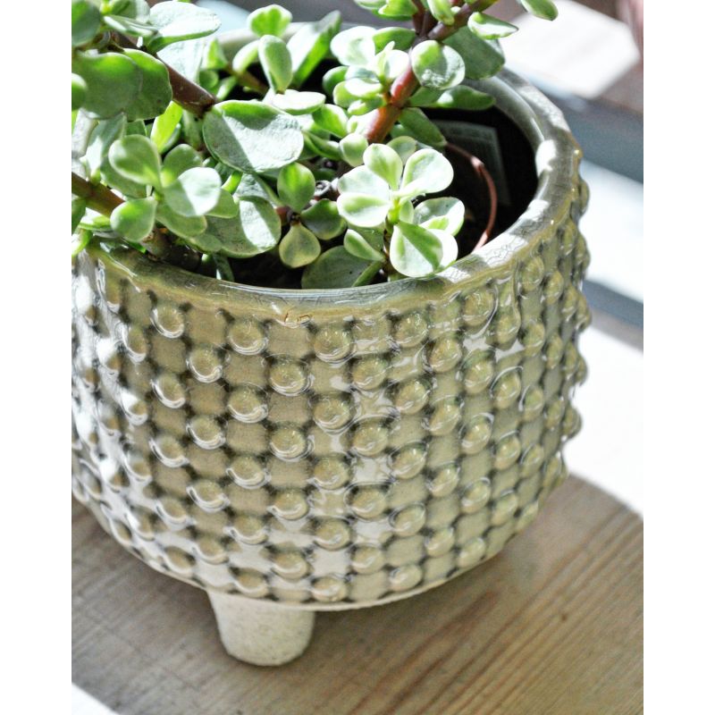 Portulacaria 'Variegata'