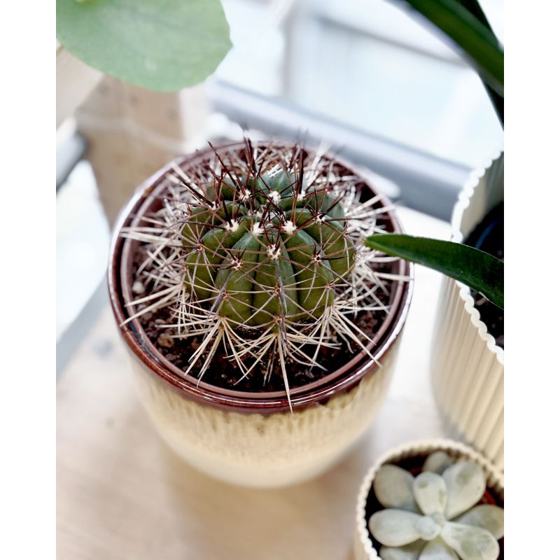Melocactus - kaktus