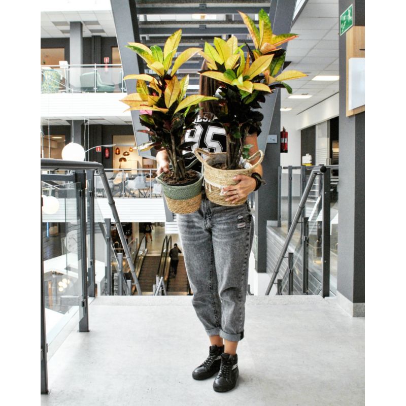 Codiaeum variegatum 'Mrs Iceton' - kroton różnobarwny