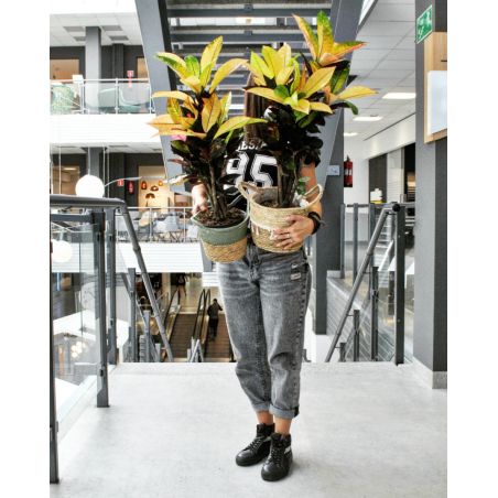 Codiaeum variegatum 'Mrs Iceton' - kroton różnobarwny