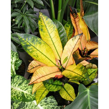 Codiaeum variegatum 'Mrs Iceton' - kroton różnobarwny