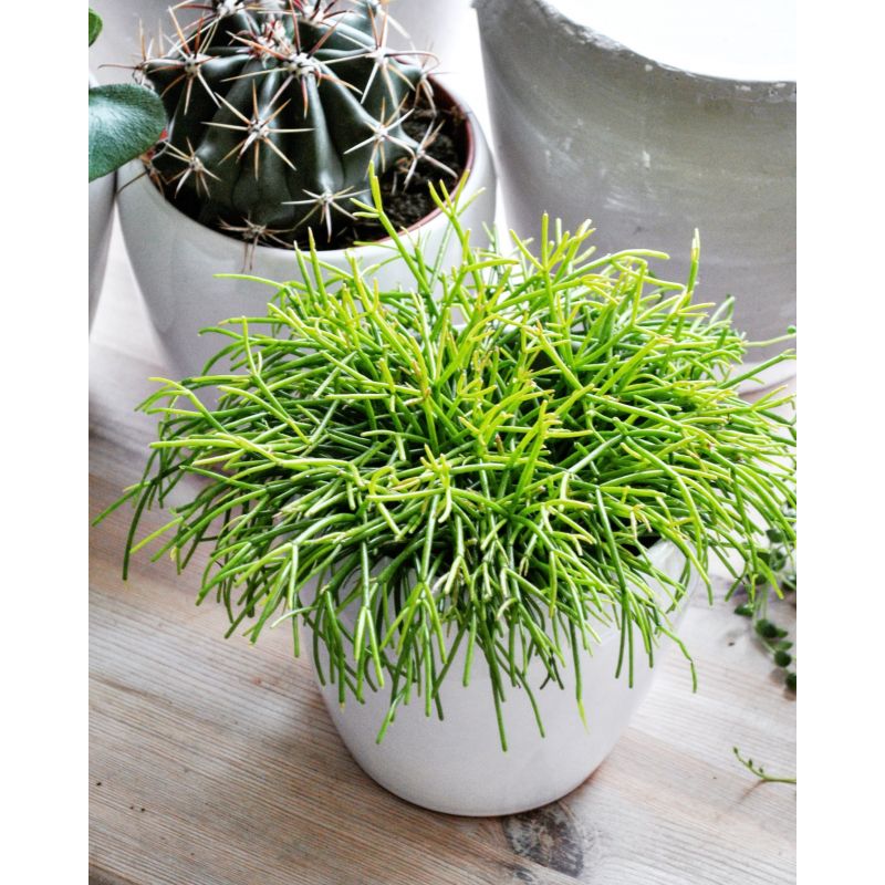 Rhipsalis baccifera - patyczak