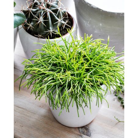 Rhipsalis baccifera - patyczak