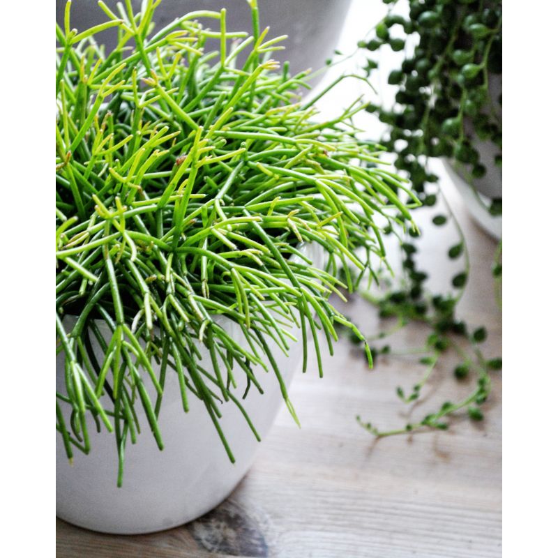 Rhipsalis baccifera - patyczak