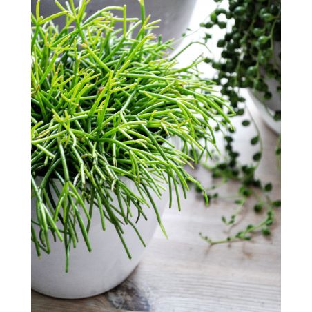 Rhipsalis baccifera - patyczak