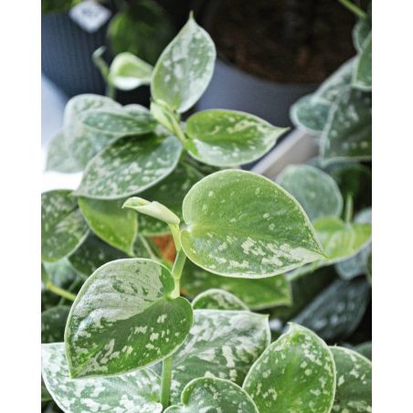 Scindapsus pictus 'Silvery Ann' - scindapsus pstry