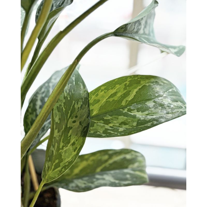 Aglaonema 'Green Lady' - aglonema