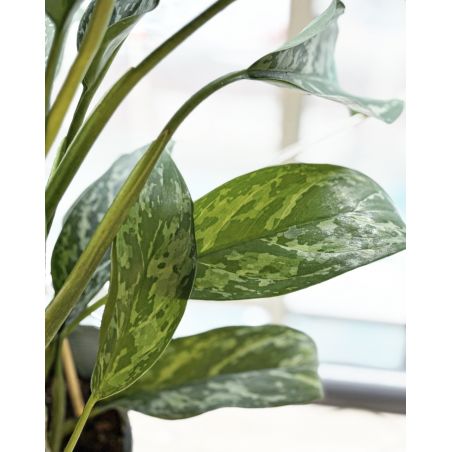 Aglaonema 'Green Lady' - aglonema