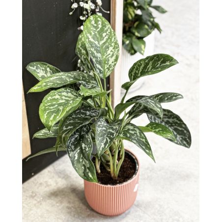 Aglaonema 'Green Lady' - aglonema