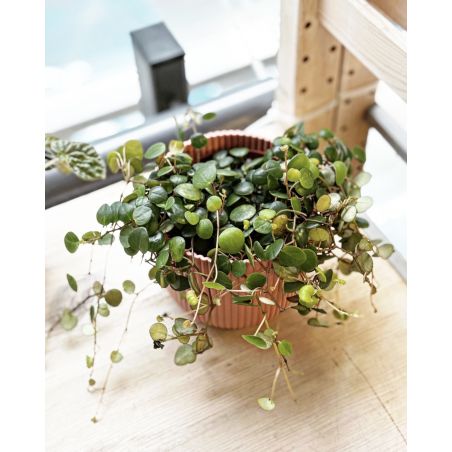 Peperomia prostrata 'Pepperspot' - peperomia