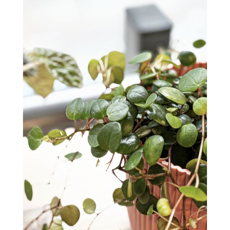 Peperomia prostrata 'Pepperspot' - peperomia