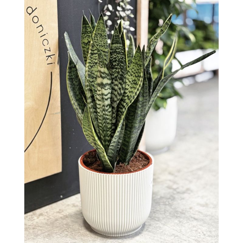 Sansevieria 'Hahnii Golden' - wężownica