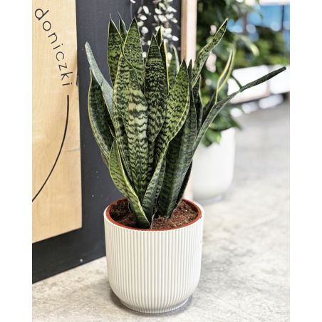 Sansevieria 'Hahnii Golden' - wężownica