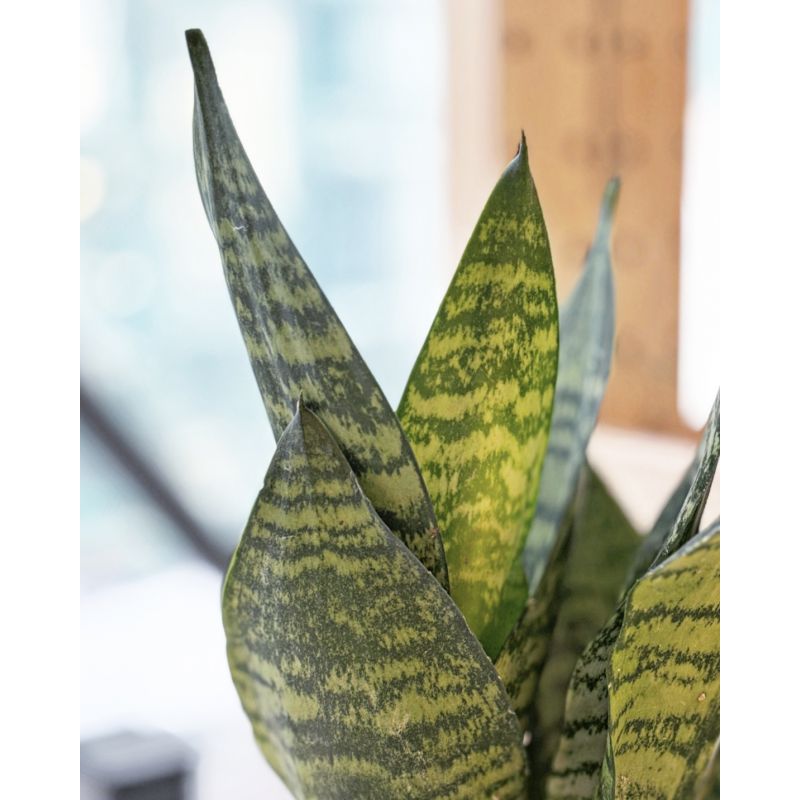Sansevieria zeylanica - wężownica