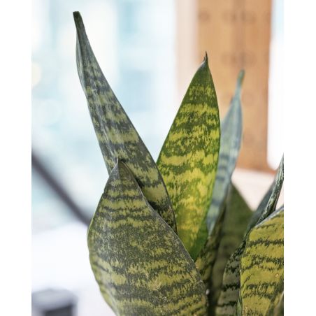 Sansevieria zeylanica - wężownica