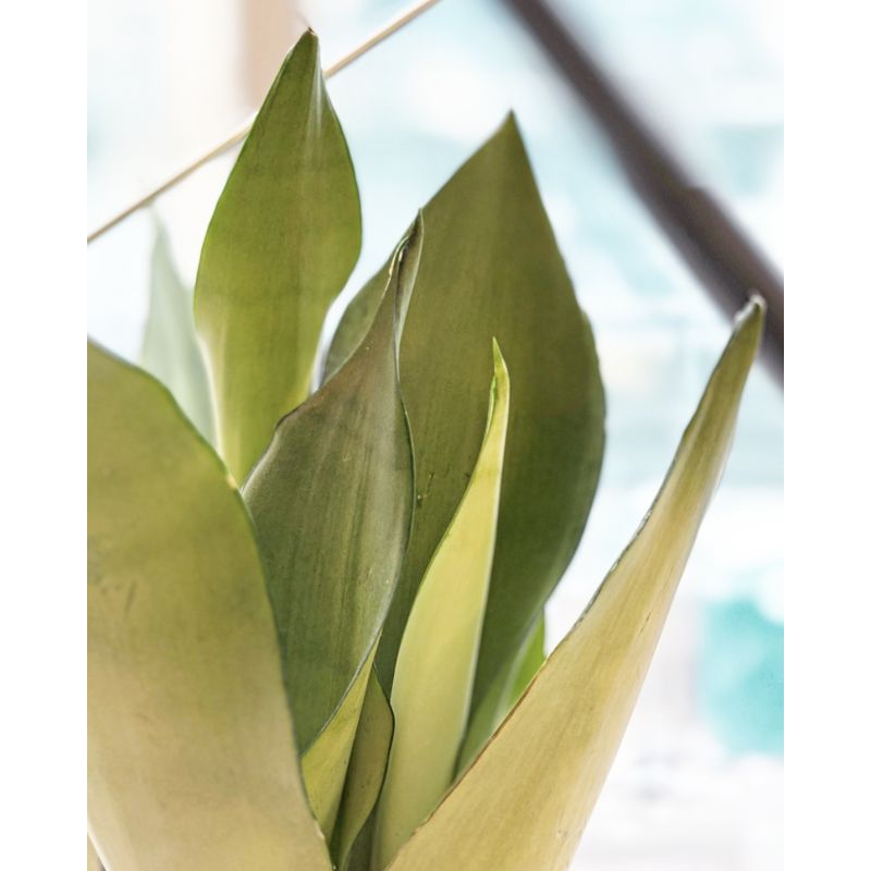 Sansevieria trifasciata 'Moonshine'- wężownica