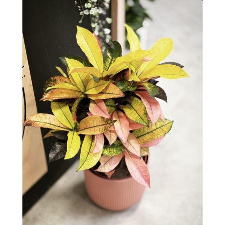 Codiaeum variegatum 'Mrs Iceton' - kroton różnobarwny