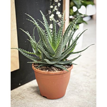 Aloe arborescens - aloes drzewiasty