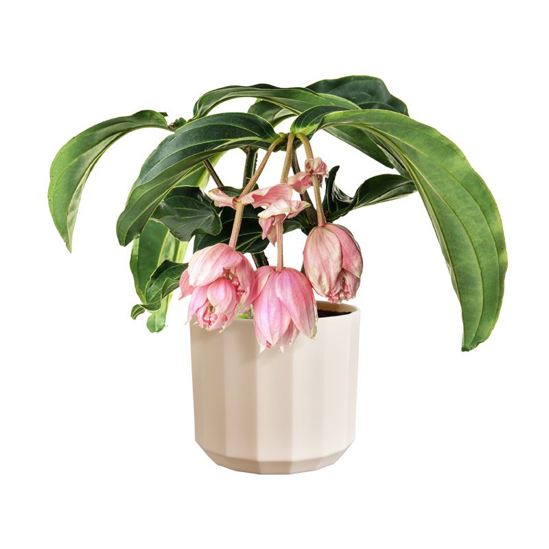 osłonka Elho facet almond pink